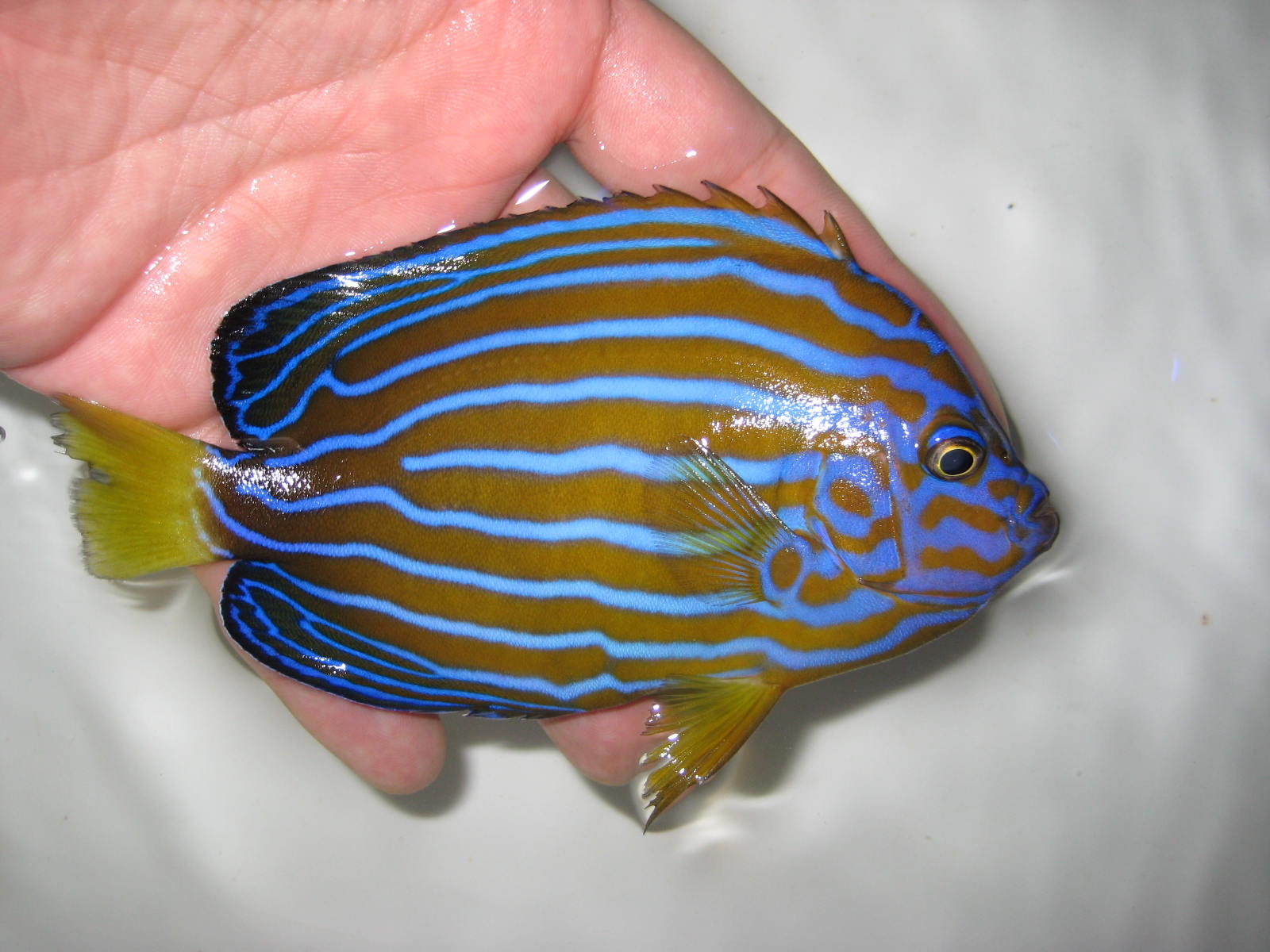 Fish & Aquarium Blue Aquahouse